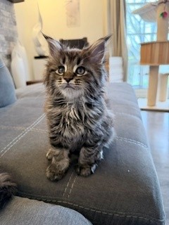 willow