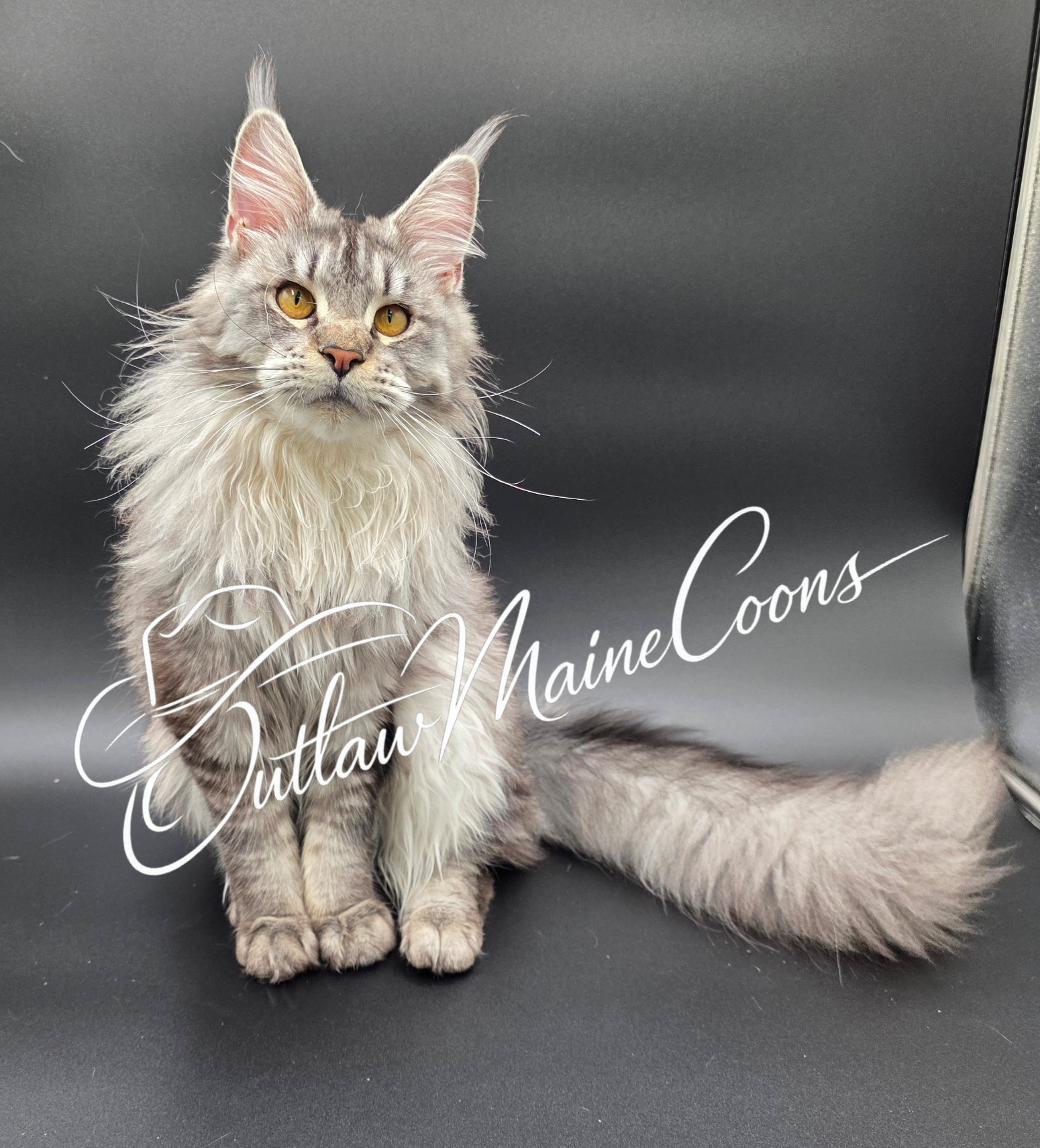 Exotic Maine Coon cat with massive ear brushes and prominent boxy snout from Outlaw Maine Coons in Florida